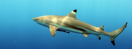 Žralok černoploutvý Foto: Klaus Stiefel / Flickr.com