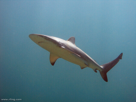 Lov žraloků byl na Bahamách omezen již v roce 1993. Od této doby se nesměly používat dlouhé lovné šňůry s návnadami.