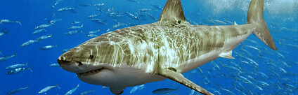 žralok bílý Foto: Pterantula / Wikimedia Commons