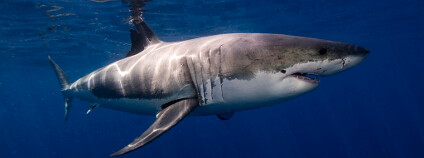 Žralok Foto: Ken Bondy / Flickr
