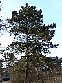 borovice_cerna01.jpg
