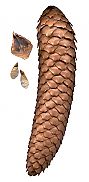 picea_abies_cone.jpg