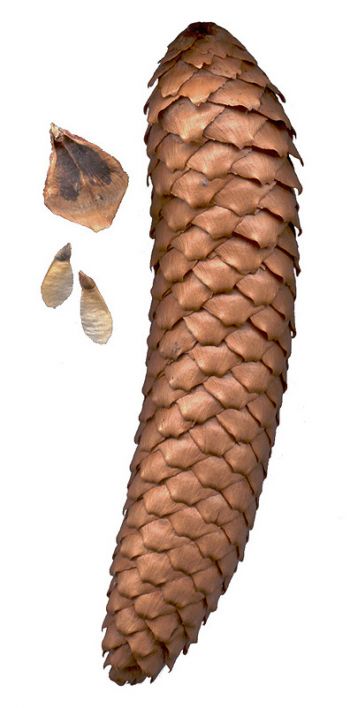 Šiška smrku ztepilého (picea abies)
