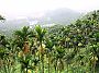 Areca_catechu_Forest.JPG