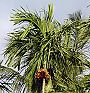 Beetle_palm_with_nut_bunch.jpg