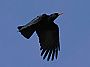 Pt�k v letu Foto: Flickr /Wikimedia Commons
