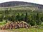 Sumava-kalamita.jpg