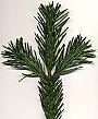 Abies_nordmanniana.jpg
