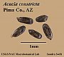 Acacia_constricta_seeds2.jpg