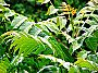 Ailanthus_altissima-2.jpg