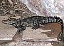 Krokod�l �elnat� (Osteolaemus tetraspis). Foto: Adrian Pingstone/Wikimedia commons
