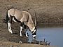 Oryx_gazella_(Chudop).jpg