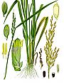 Oryza_sativa.jpg