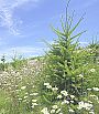 522px-Biodiversity_on_clearcut.jpg