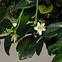 600px-Fukien_Tea_Tree_flower.jpg