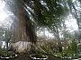 800px-Ceiba_en_el_parque_central_de_Garagoa.jpg
