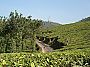 800px-Tea_plantation_with_road_and_trees.jpg