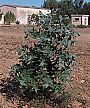 Eucalyptus_globulus_g.jpg