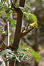 acacia-collinsii.jpg