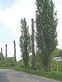 alej_topolu.jpg