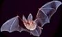 ScienceDaily: Netop�r �ern� p�i lovu pou��v� z�ludnou techniku � �ept�. Foto: United States Government 