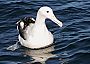 Albatros kr�lovsk� Foto: Mark Jobling/Wikimedia Commons