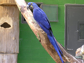 Papoušek ara hyacintový (Anodorhynchus hyacinthinus).