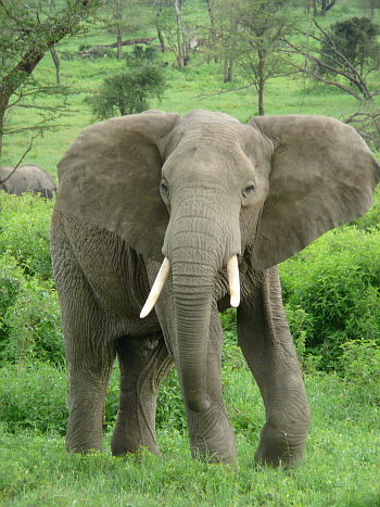 http://ekolist.cz/velkeobrazky/zivocichove/savci/slon_africky10_z.jpg