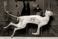 Mumie kočky domácí 