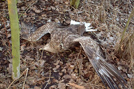 otrávený orel mořský