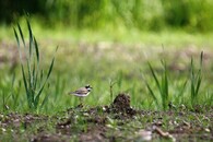 Bohdanečský rybník