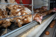 Velkochov slepic - špatné podmínky Libotenice