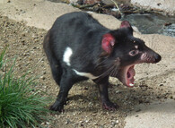 ďábel medvědovitý