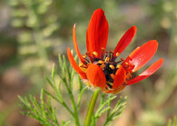 Hlaváček plamenný (Adonis flammea)