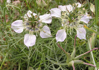 Černucha rolní (Nigella arvensis)