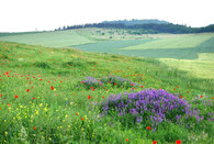 Polní plevele v Českém krasu