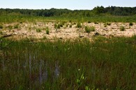 Bohdanečský rybník