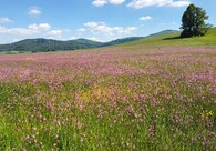 Úvahy nad dalším směřováním druhové ochrany v ČR