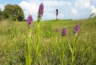 Louka v NPP V jezírkách