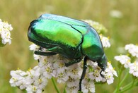 Zlatohlávek skvostný