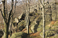 Jizerskohorské bučiny