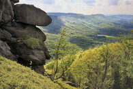 Jizerskohorské bučiny