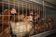 Velkochov slepic - špatné podmínky Čeperka