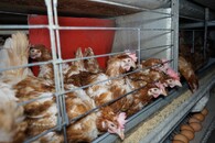 Velkochov slepic - špatné podmínky Libotenice