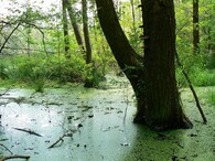 Přírodní lokalita Gliňoč v Bohumíně