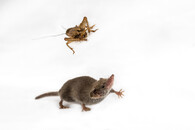 Bělozubka nejmenší