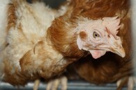 Velkochov slepic - špatné podmínky Čeperka