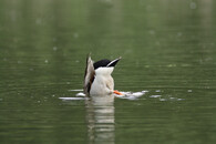 Divoká kachna při krmení