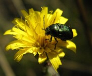 Krytohlav hedvábitý