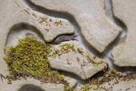 Bělozubka nejmenší